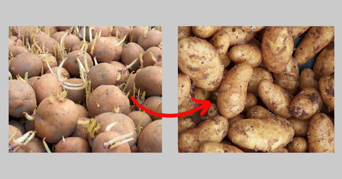 sprouting potatoes and a red arrow pointing to fresh potatoes